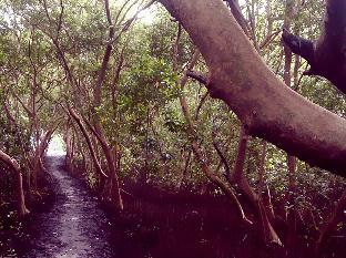 guruge kings island resort