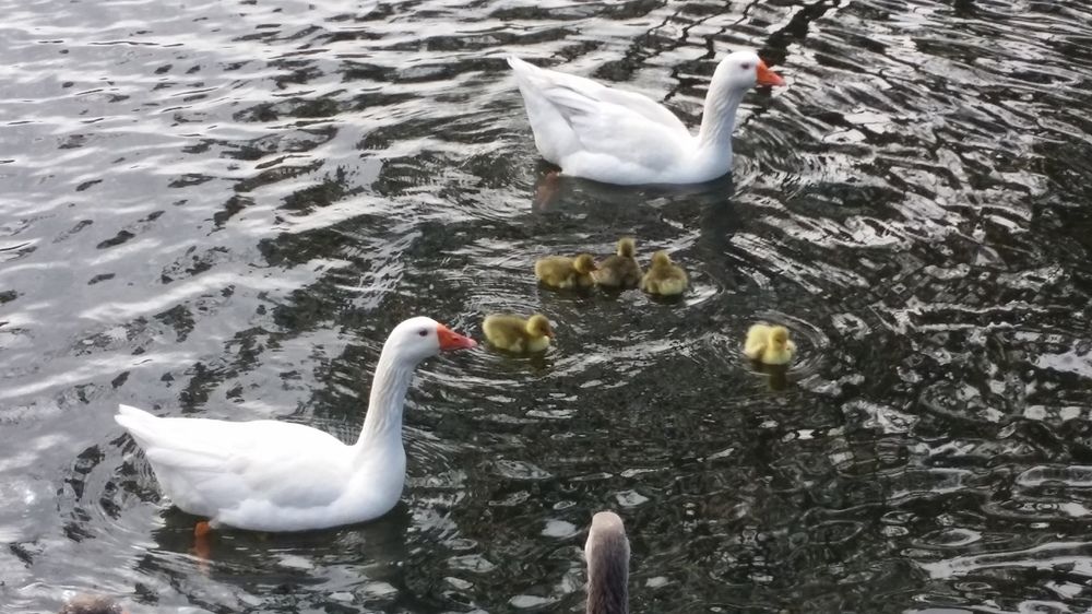 discovery parks hahndorf