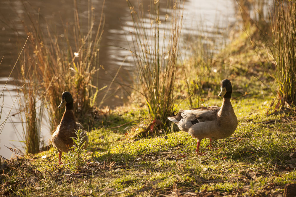 discovery parks hahndorf