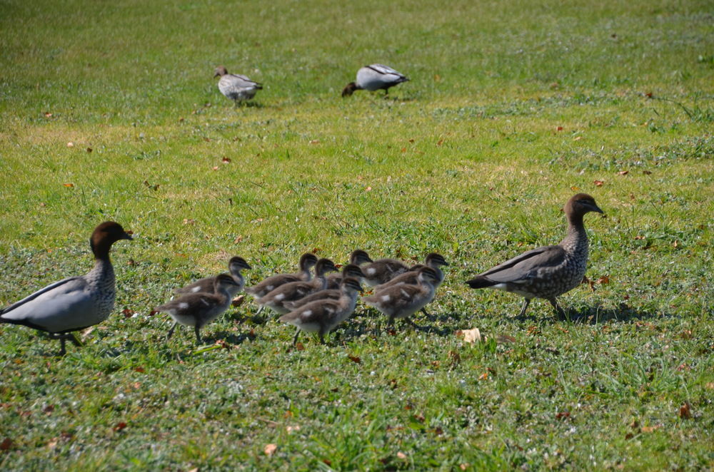 discovery parks hahndorf