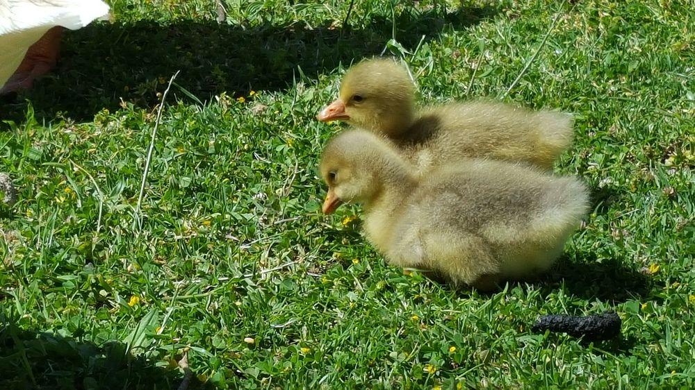 discovery parks hahndorf