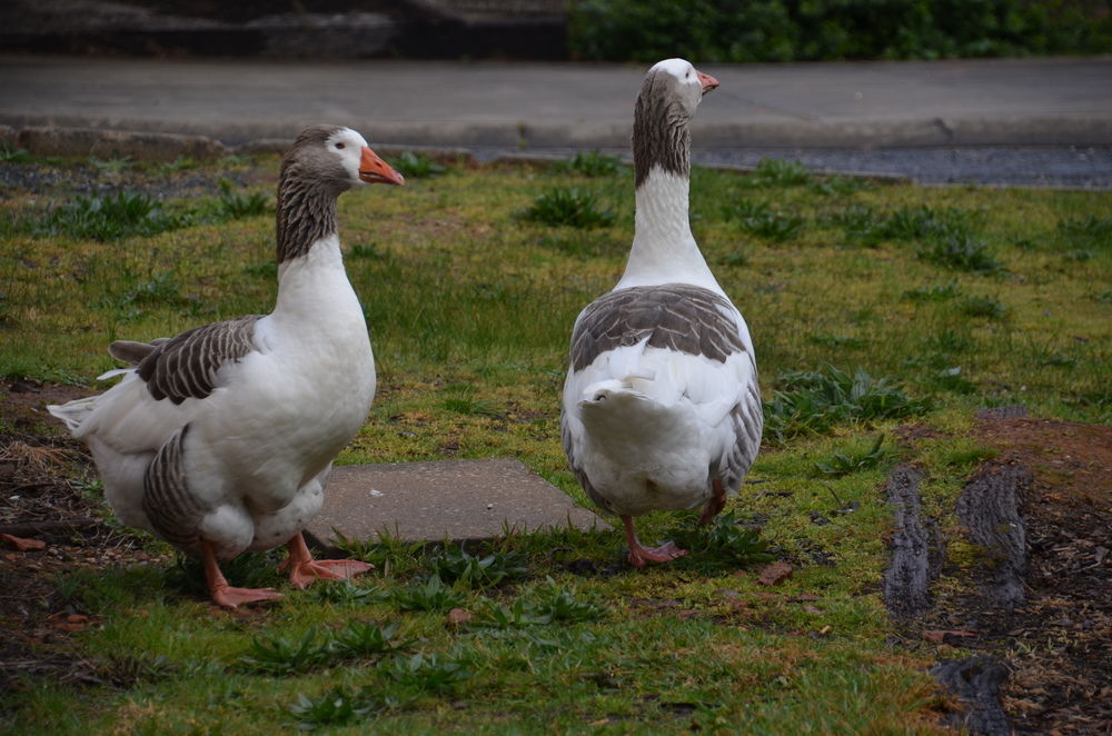 discovery parks hahndorf