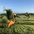 dibulla
