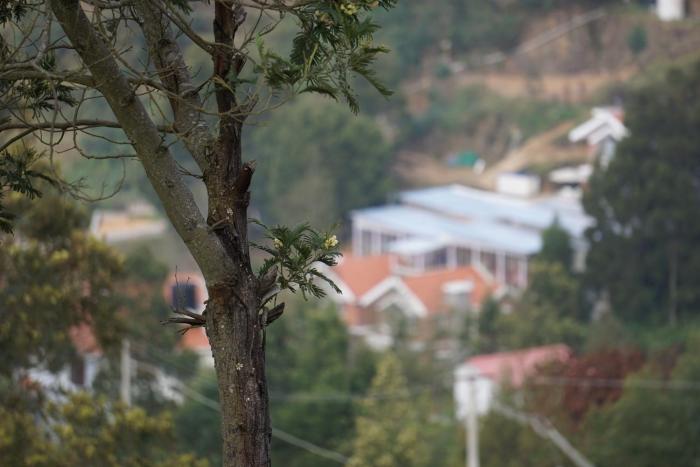 cottages by the creek