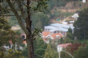 cottages by the creek
