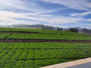 ooty