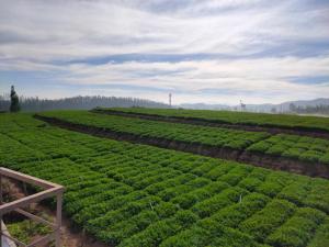 ooty
