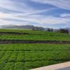 ooty