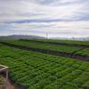 ooty