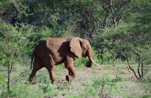 tsavo
