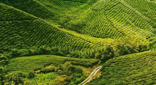 cameron highlands