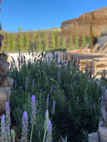 santa eulalia del rio