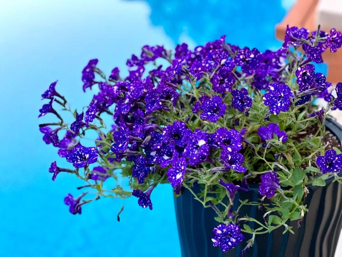 marbella beach hotel