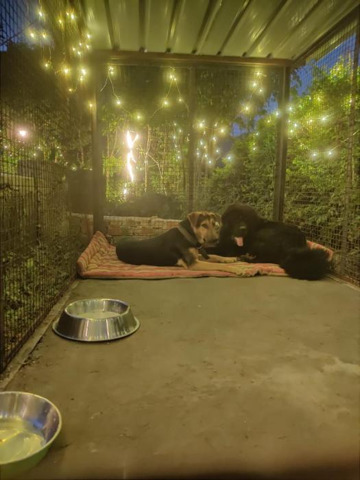 h7stay luxury cottages and camps rishikesh