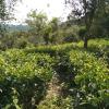 vagamon