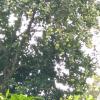 vagamon