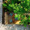 the garten