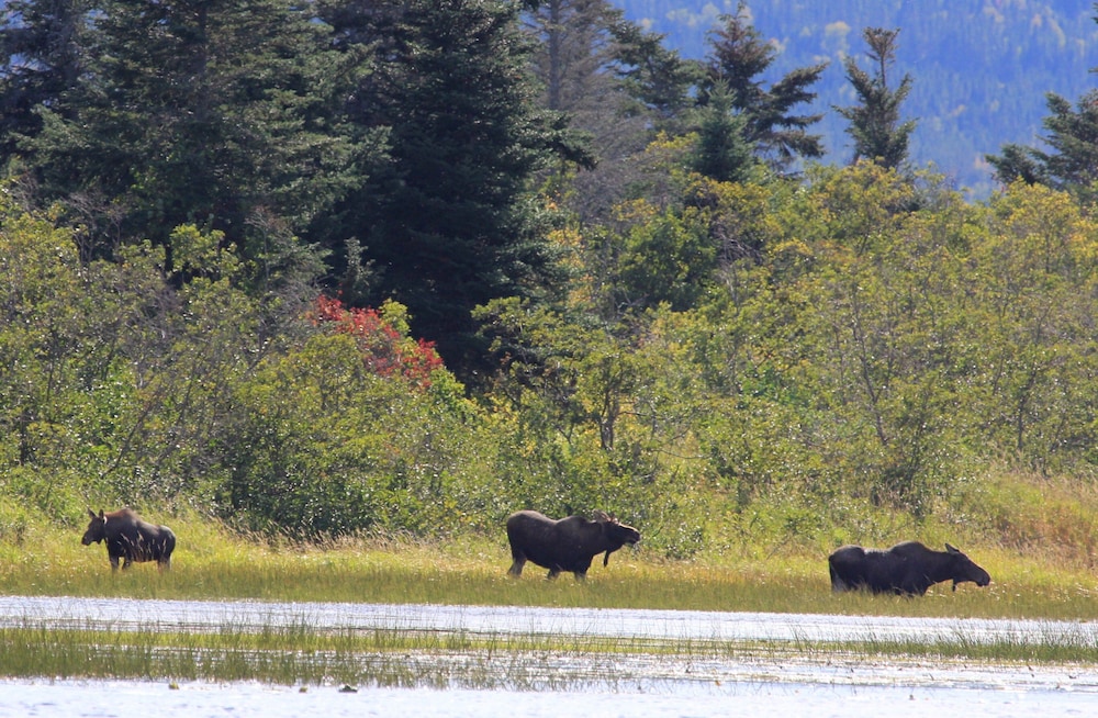deer lake