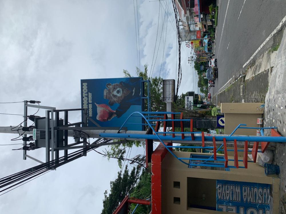 paddington bear homestay