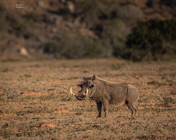 woodbury tented camp amakhala game reserve