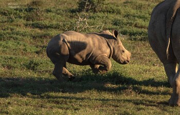 woodbury tented camp amakhala game reserve