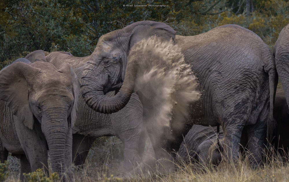 woodbury tented camp amakhala game reserve