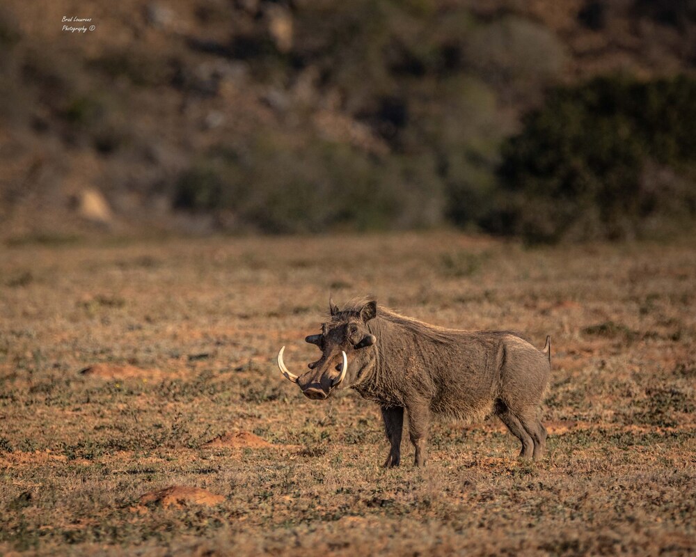 woodbury tented camp amakhala game reserve