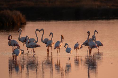 lodges de camargue