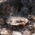 guanaqueros