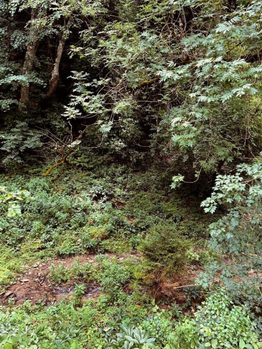 cozy house in the forest
