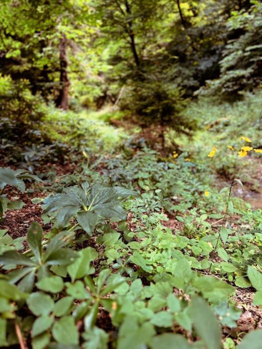 cozy house in the forest