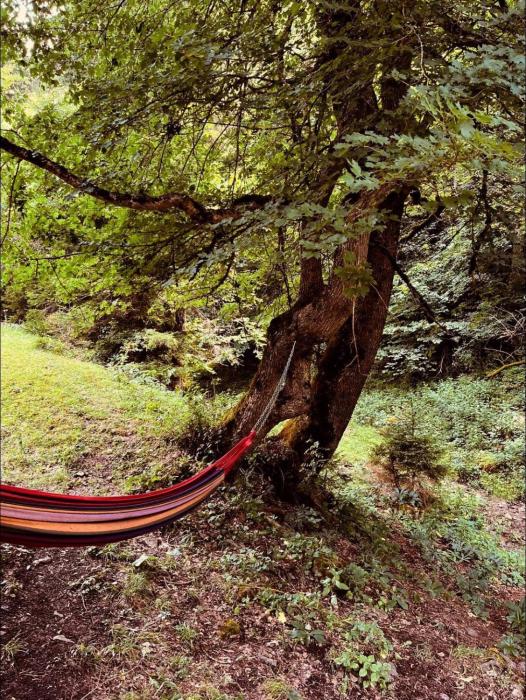 cozy house in the forest