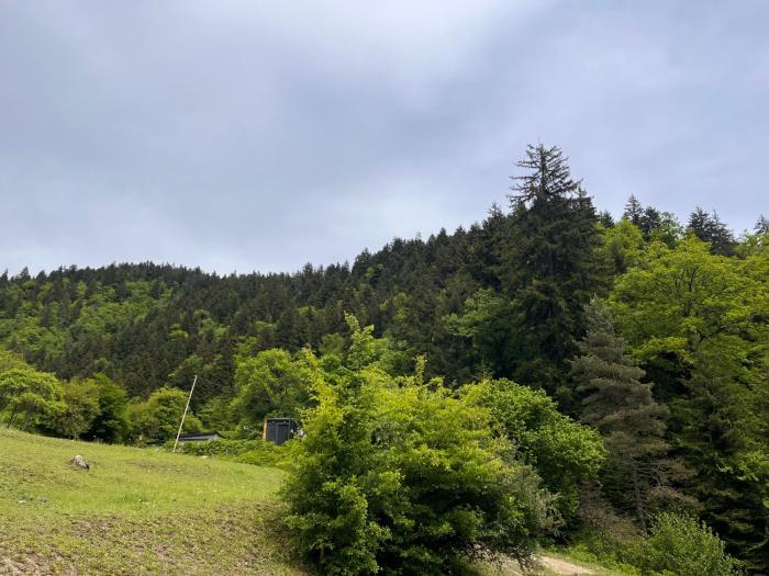 cozy house in the forest