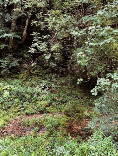 cozy house in the forest