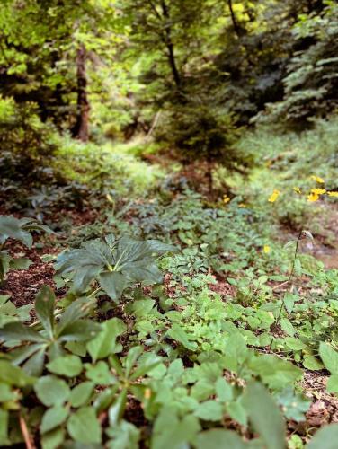 cozy house in the forest