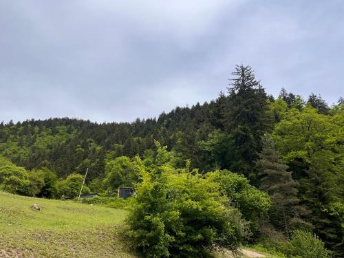 cozy house in the forest