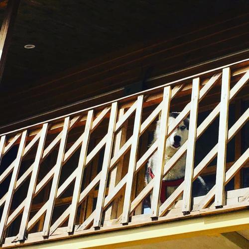 golden valley cottages chail