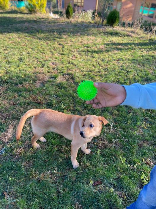 golden valley cottages chail