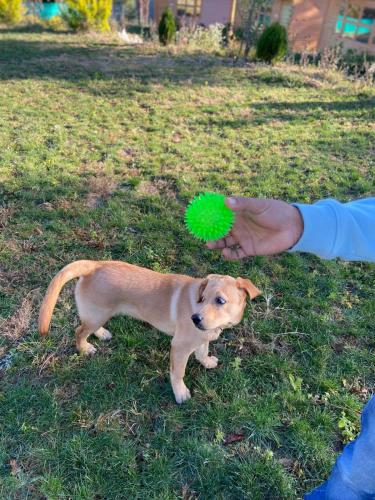 golden valley cottages chail