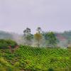 munnar