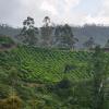 munnar