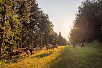 pohorje