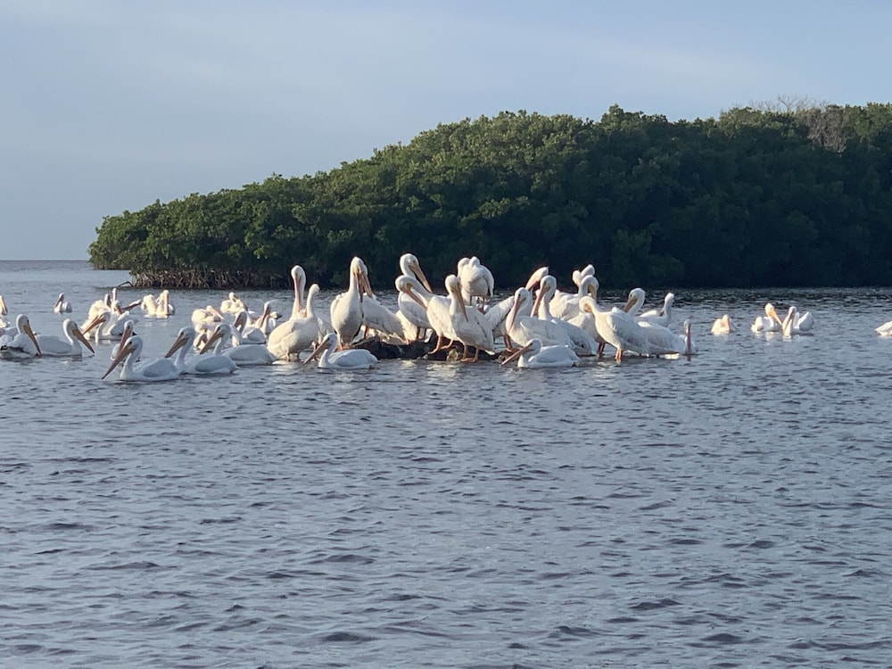 crystal river lullaby bandb
