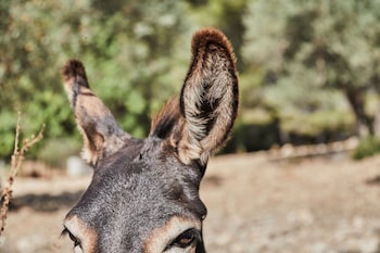 agroturismo alqueria blanca