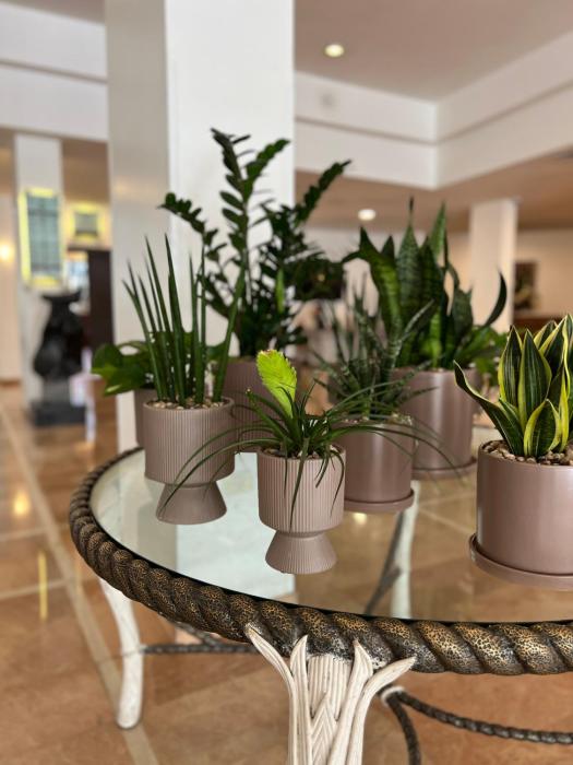 caesar premier eilat