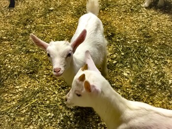 agriturismo chevres a cheval