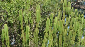 hoedspruit