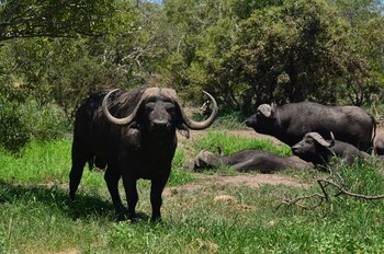 hoedspruit