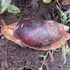 hoedspruit