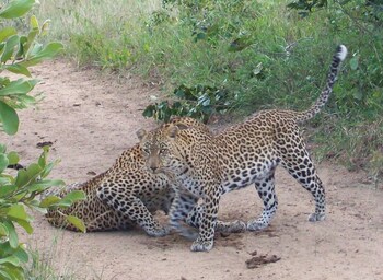 hoedspruit